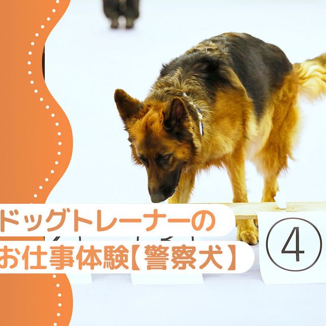大阪ＥＣＯ動物海洋専門学校 ドッグトレーナー体験（警察犬）1