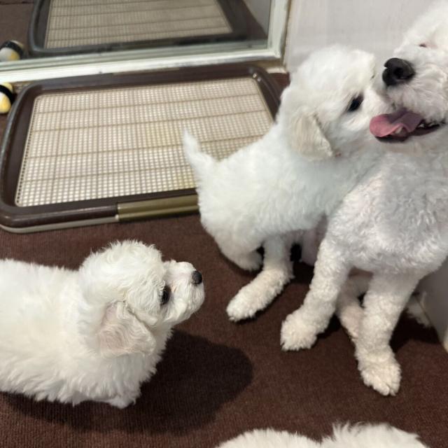 群馬動物専門学校 【春のオープンキャンパスWEEK】ビションの家族大集合！2