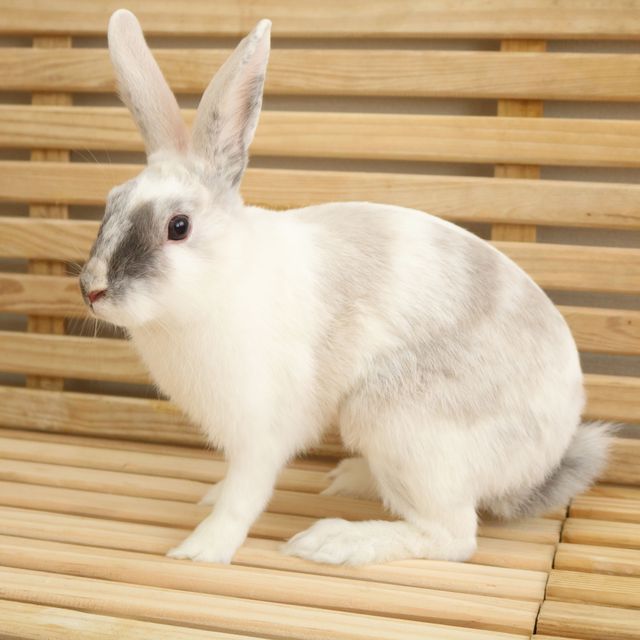 ＫＢＣペットワールド専門学校 動物のプロを目指そう！動物ふれあいスペシャル☆2