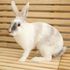 ＫＢＣペットワールド専門学校 動物のプロを目指そう！動物ふれあいスペシャル☆2
