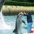 専門学校　福岡ビジョナリーアーツ 【ペット】イルカのトレーニングについて学ぼう！