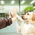 専門学校ビジョナリーアーツ 大型犬トレーニングに挑戦！