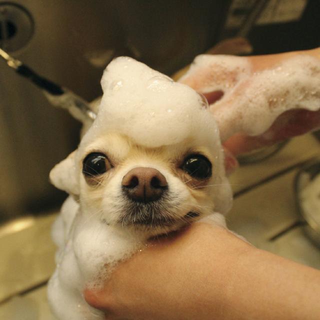 専門学校 福岡ビジョナリーアーツ 【ペット】子犬のシャンプー1