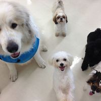 専門学校ちば愛犬動物フラワー学園 動物管理科のオープンキャンパス情報 日程一覧 予約申込 スタディサプリ 進路