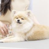 【トリマー専攻】トリマーさんのお仕事体験の詳細