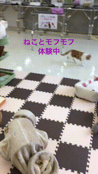 OCカメラサムネイル画像