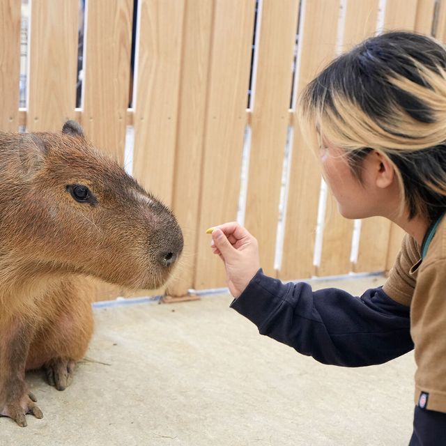 専門学校　福岡ビジョナリーアーツ 【ペット】 動物園飼育員 ×水族館飼育員1
