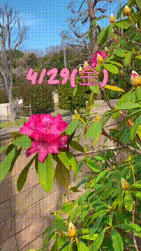 OCカメラサムネイル画像