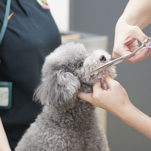 専門学校　福岡ビジョナリーアーツ 【ペット】トリマーさんの お仕事体験1