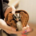 専門学校ビジョナリーアーツ Vaふれあい動物園
