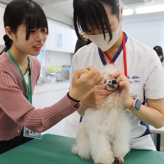 専門学校　ちば愛犬動物フラワー学園 【オープンキャンパス】5コースを自由体験♪タレント犬大集合！2