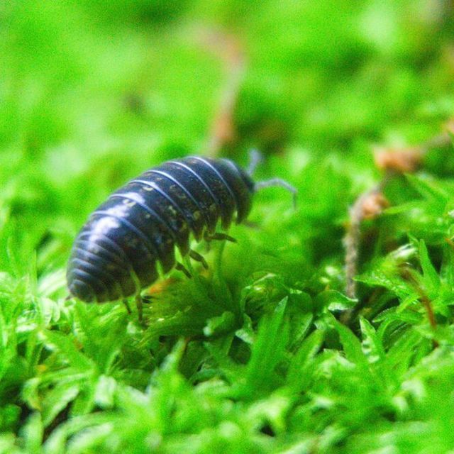 東京環境工科専門学校 『昆虫の多様性』体験授業を同時開催！4