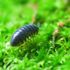 東京環境工科専門学校 『昆虫の多様性』体験授業を同時開催！4