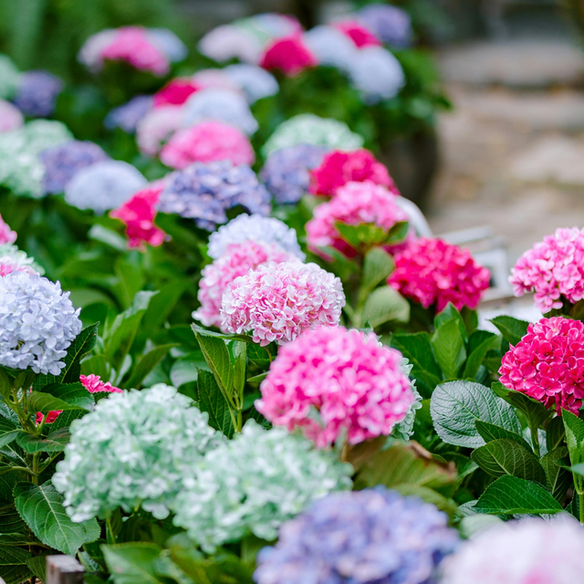 テクノ・ホルティ園芸専門学校 グリーンデザイン実習★紫陽花の咲くテーブルガーデンを作ろう！1
