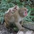 東京環境工科専門学校 『動物の行動を調べる』体験授業を同時開催！2