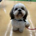 専門学校　ちば愛犬動物フラワー学園 【ドッグトレーナー】犬種特性を知ろう！～シーズーパラダイス！