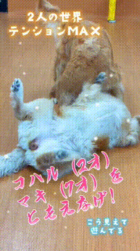 OCカメラサムネイル画像