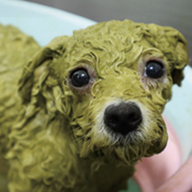 専門学校ビジョナリーアーツ ワンコのX'maxスペシャルケア1