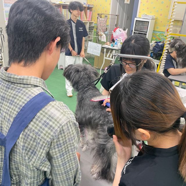 秋田情報ビジネス専門学校 【ペットビジネス科】トリミング体験をしてみよう2