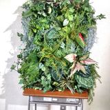 グリーンデザイン実習★観葉植物の壁面グリーンアートを作ろう！の詳細