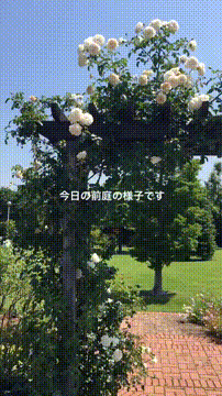 OCカメラサムネイル画像