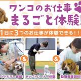 【1日に3つのお仕事体験!】ワンコのお仕事まるごと体験!の詳細