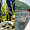 専門学校　福岡ビジョナリーアーツ 【ペット】水族館×ドルフィントレーナー よくばり体験