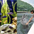 専門学校　福岡ビジョナリーアーツ 【ペット】水族館×ドルフィントレーナー よくばり体験
