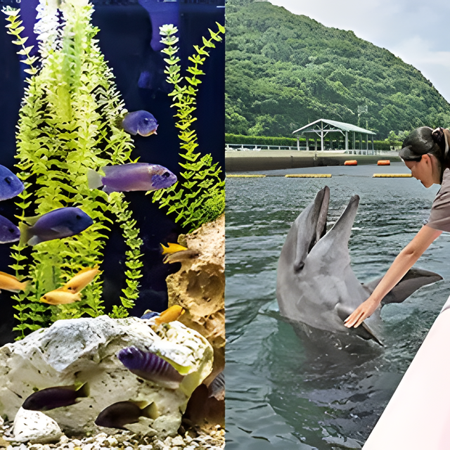 専門学校　福岡ビジョナリーアーツ 【ペット】水族館×ドルフィントレーナー よくばり体験1