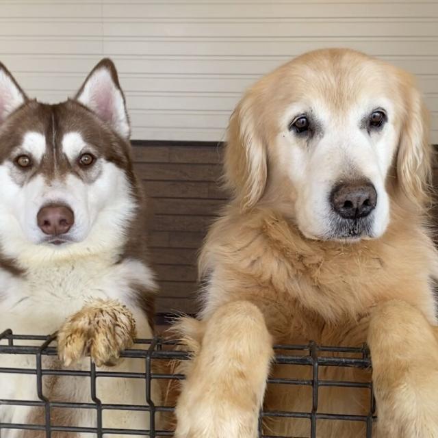 群馬動物専門学校 大型犬スペシャル！3つのコースぜんぶ体験1