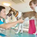 ブレーメン動物専門学校 オープンキャンパス｜体験授業｜簡単ネット予約