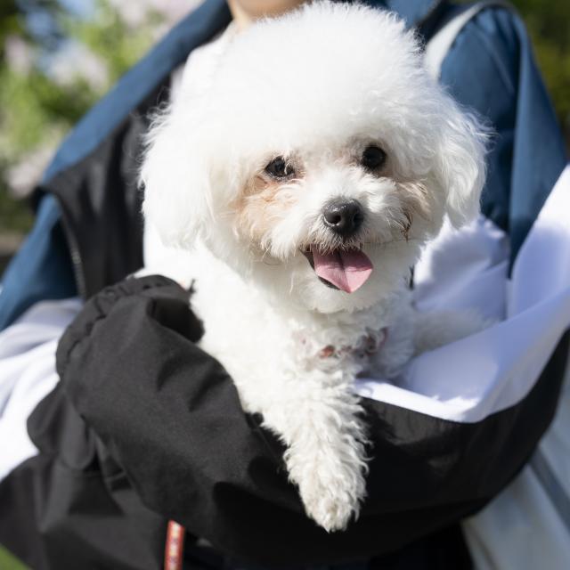 北海道どうぶつ・医療専門学校 【総合どうぶつ専攻】ドッグトレーナー体験1