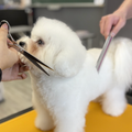 群馬動物専門学校 ハサミの使い方を学ぼう！カットに挑戦