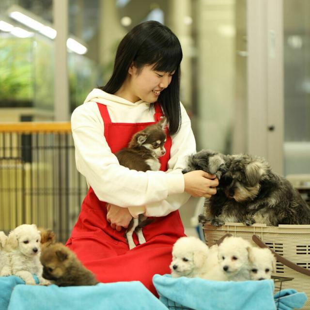 高崎動物専門学校 【ペットショップ・飼育】仔犬大集合！遺伝について学ぼう！2