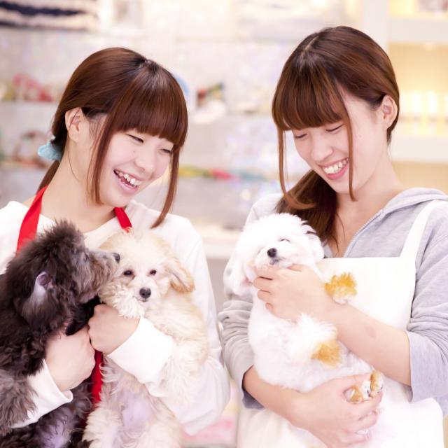 高崎動物専門学校 【ペットショップ・飼育】学校犬と犬の見分けについて学ぼう！3