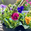 テクノ・ホルティ園芸専門学校 花づくり実習★パンジー・ビオラの幼苗の植え替えに挑戦