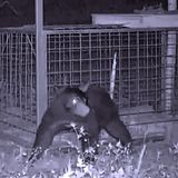 『動物の行動を調べる』体験授業を同時開催！の詳細