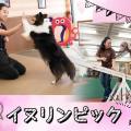 ＴＣＡ東京ＥＣＯ動物海洋専門学校 イヌリンピック