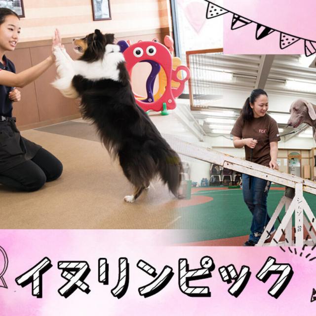 TCA東京ECO動物海洋専門学校 イヌリンピック1