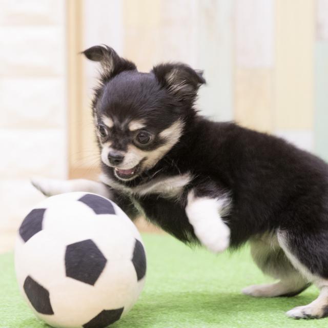 北海道どうぶつ・医療専門学校 【総合ペット専攻】ポメもチワワも!小型犬まつり1