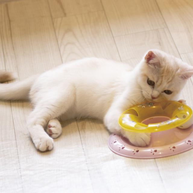 専門学校 福岡ビジョナリーアーツ 【ペット】子猫とあそぼう♪1