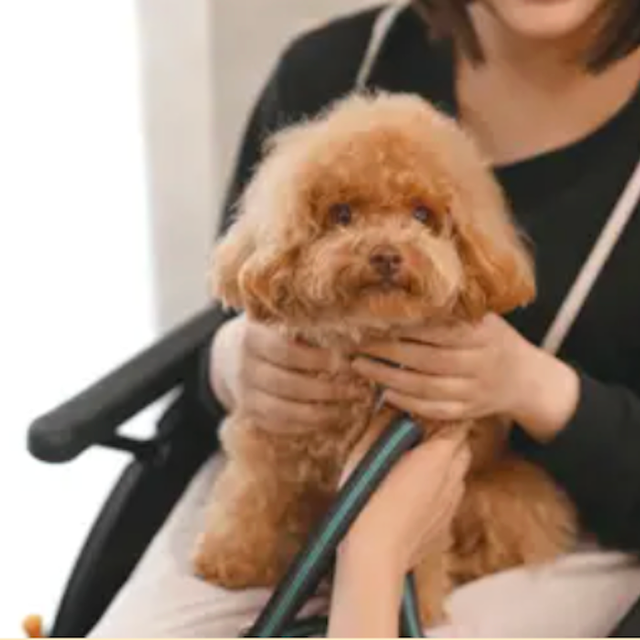 専門学校ビジョナリーアーツ 心を癒すセラピードッグのトレーニング1