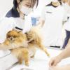 北海道どうぶつ・医療専門学校 【愛玩動物看護学科】動物看護師さんのお仕事体験