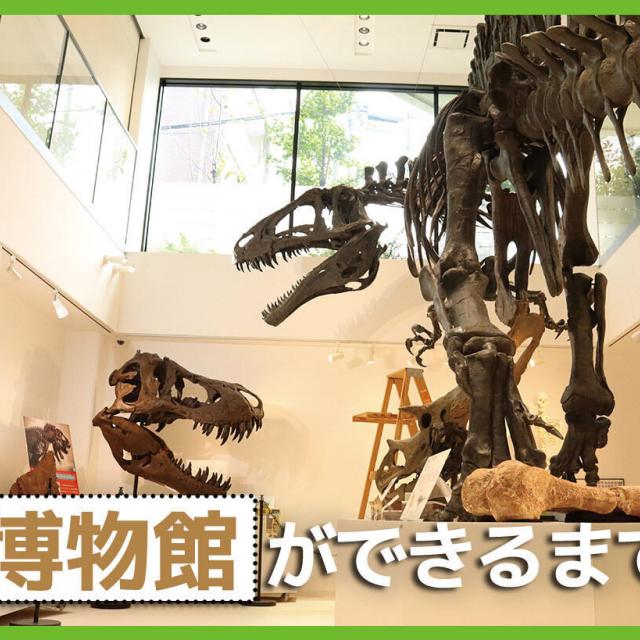 ＴＣＡ東京ＥＣＯ動物海洋専門学校 博物館ができるまで1