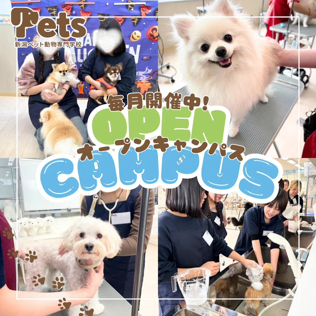 新潟ペット動物専門学校 | 資料請求・願書請求・学校案内【スタディ