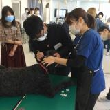 第12回　トリマーの仕事に挑戦！の詳細