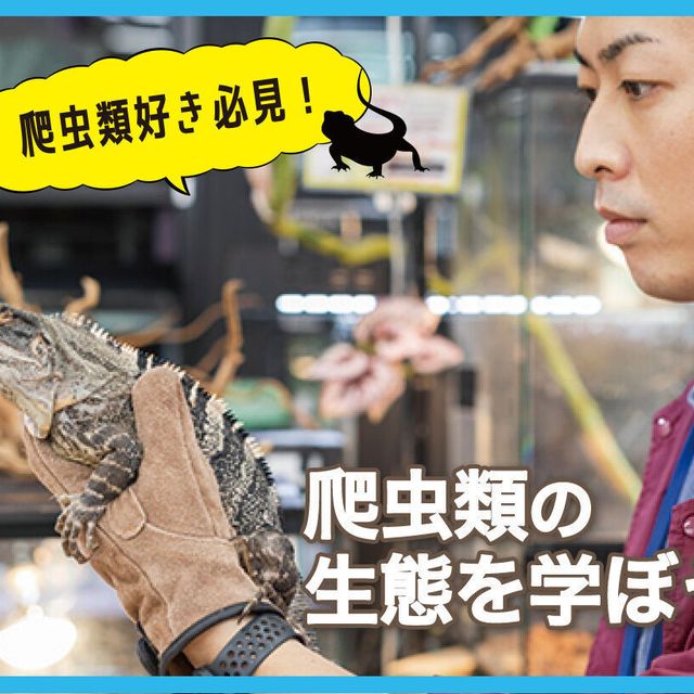 ＴＣＡ東京ＥＣＯ動物海洋専門学校 爬虫類好き必見！  爬虫類の生態を学ぼう1
