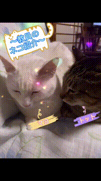 OCカメラサムネイル画像