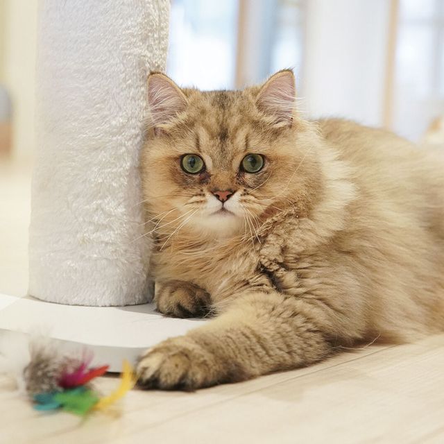 専門学校　福岡ビジョナリーアーツ 【ペット】ニャンコのお世話をしよう♪1