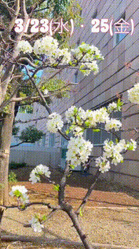 OCカメラサムネイル画像